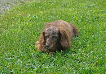 Fototapeta premium dog at his liesure