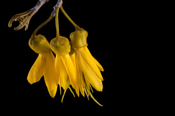 Close-up view of the yellow flowers of the spring flowering New Zealand native Kowhai tree, isolated against a black background. The Kowhai flowers provide a nectar source for Tuis and other birds.