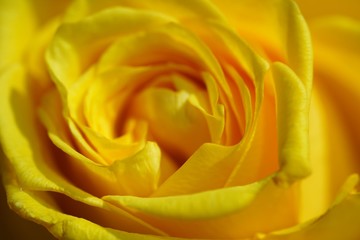 Fototapeta na wymiar yellow rose with water drops of morning dew
