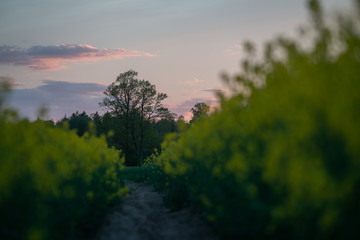 Rapeseed at sunset time