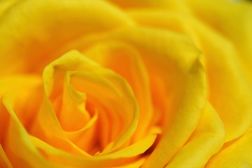macro view on petals of yellow rose in light