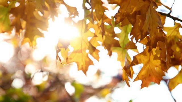 Multi colored tree leaves in autumn on sunny sky, fall colors in sunlight, 4k