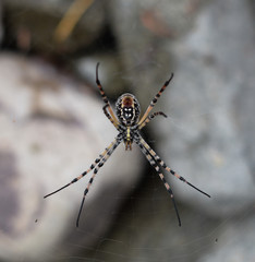araña de campo