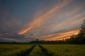 Naklejka premium Rapeseed at sunset time