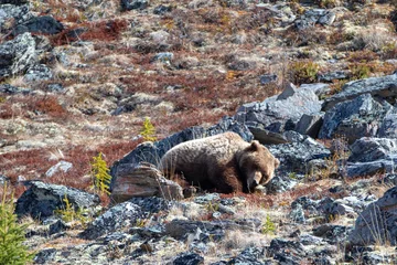 Photo sur Plexiglas Denali Ours grizzli [Ursus arctos horribilis] dans la montagne au-dessus de la rivière Savage dans le parc national Denali en Alaska United States