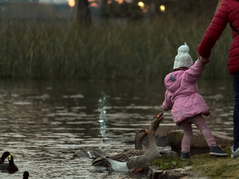 Ni&ntilde;a alimentando gansos en el lago.