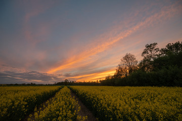 Rapeseed at suset time