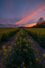 Rapeseed at suset time