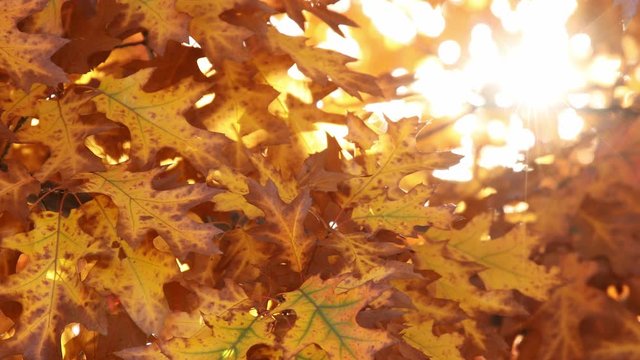 Multi colored tree leaves in autumn on sunny sky, fall colors in sunlight, 4k