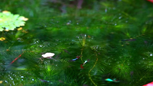 guppies fish focus to green Hydrilla on water surface1