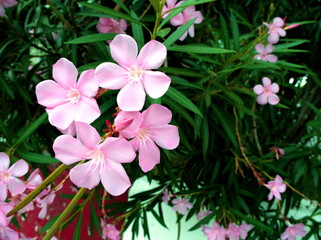 Naklejka na ściany i meble Flower beautiful in the garden