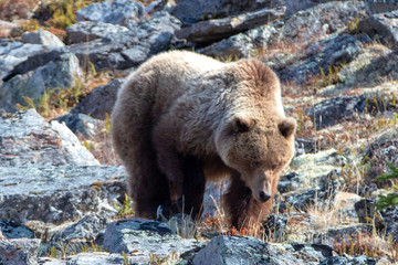 Grizzly Bear [ursus arctos horribilis] in the mountain above the Savage River in Denali National Park in Alaska United States