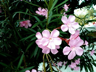 Flower beautiful in the garden