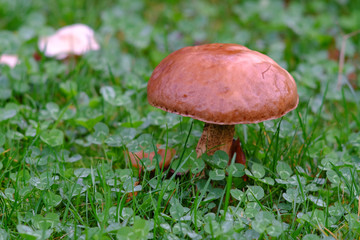 Pilze auf dem Rasen
