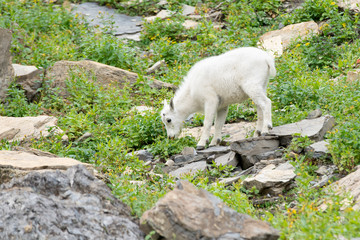 Baby white mountain goat on the hill