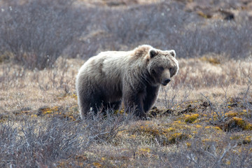 Obraz premium Grizzly Bear [ursus arctos horribilis] in the mountain above the Savage River in Denali National Park in Alaska United States