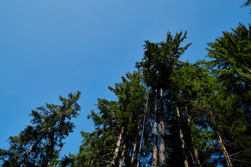 Tops of sprice tree and blue sky background. Natural photo