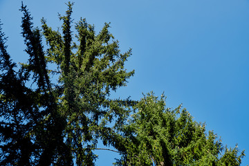 Tops of sprice tree and blue sky background. Natural photo