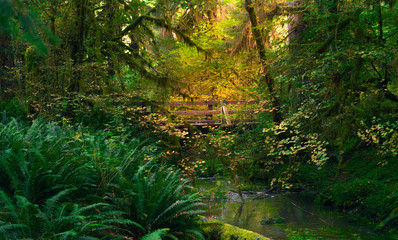 A bridge is illuminated by sunlight in a green rain forest