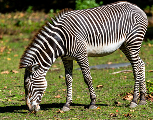Iconic Stripes on a Grevy's Zebra Grazing in a Field