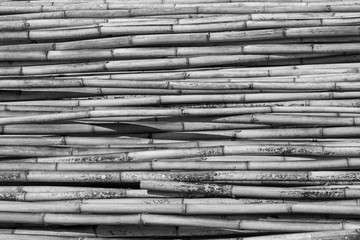 Black and white group of bamboos background.Pile of bamboo pole texture with natural pattern.