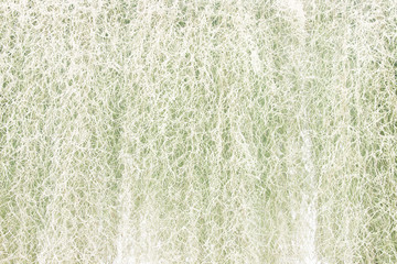Natural spanish moss long texture  pattern or ornamental tillandsia usneoides hanging in garden for...