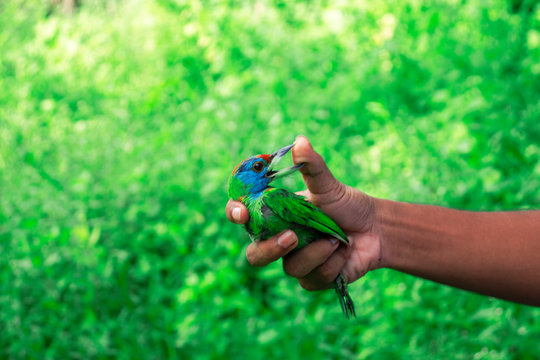 A colorful natural looking bird bite my hend