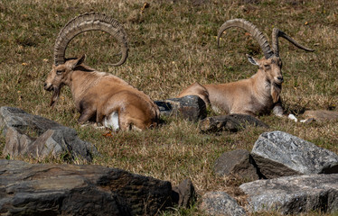 Earth Toned Fur on Wild Ibex with Huge Horns  Resting in a Rocky Field