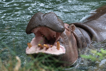 Large hippo in the water with its mouth full wide open, showing yellow teeth.