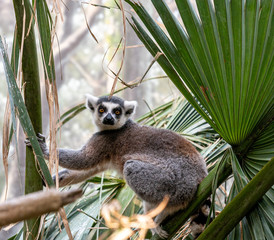 Grey, White, and Maroon  Fur on a Ring Tail Lemur  in a Tree