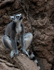 Grey, White, and Maroon  Fur on a Ring Tail Lemur on a Rock