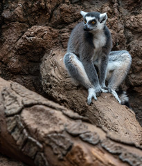 Grey, White, and Maroon  Fur on a Ring Tail Lemur on a Rock