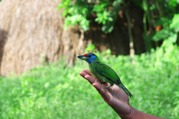 A natural looking bird standing on my hand