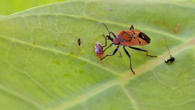 red cotton stainer bug eating food on green leaf