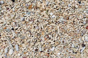 Seashells and sand background. Colorful shells. Beach texture.