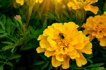 Yellow marigolds bloom with bee