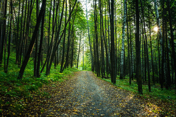 Pathway through beautiful summer forest with different trees