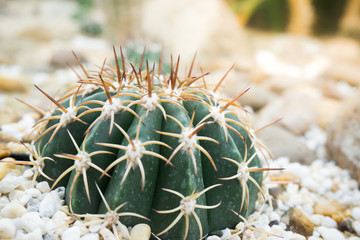Beautiful cactus, taken close-up