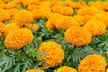 many yellow flowers background
