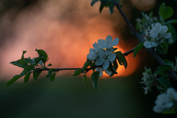 Apple blossom at sunset