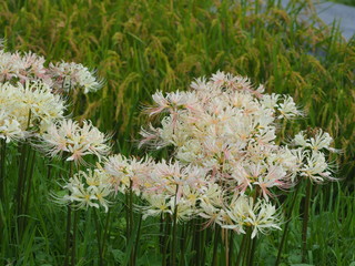 田んぼの彼岸花