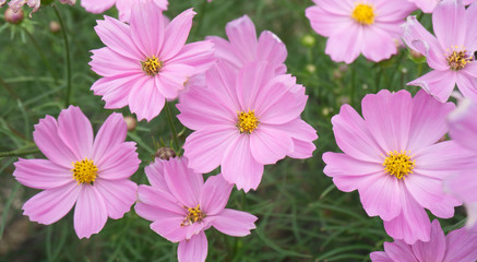 Fototapeta na wymiar Beautiful pink flowers blooming