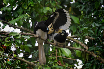 The oriental pied hornbill (Anthracoceros albirostris) from Malaysia