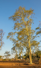 Fever trees near Pafuri in the northern part of the Kruger National Park in South Africa image in vertical format