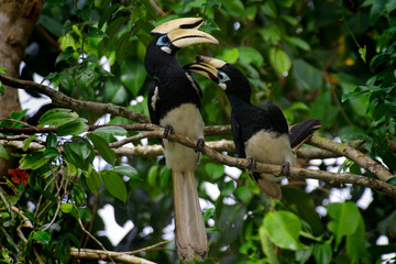 The oriental pied hornbill (Anthracoceros albirostris) from Malaysia