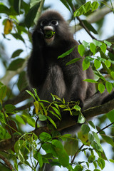 The dusky leaf monkey, spectacled langur, or spectacled leaf monkey (Trachypithecus obscurus) from Malaysia