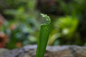 Pitcher plant from Sepilok rain forest, Borneo, Malaysia