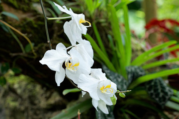 Orchid in Sepilok rain forest, Borneo, Malaysia