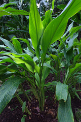 Market in Kota Kinabalu, Borneo, Malaysia