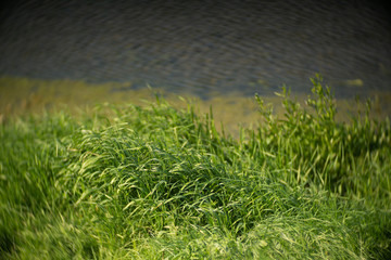 green grass